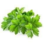 organic coriander