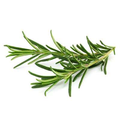 Organic Rosemary - Bali Direct - Bali's Online Whole Foods Store