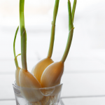 garlic sprouts in the glass with water