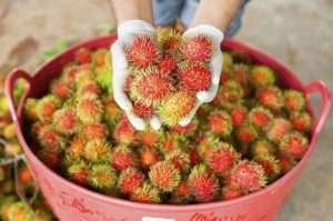 rambutan tropical fruit hold by hands