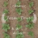 Bali Direct Organic Farm Tour