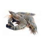 Prawn