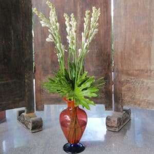 Tuberose Flowers