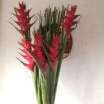 Red Heliconia Package