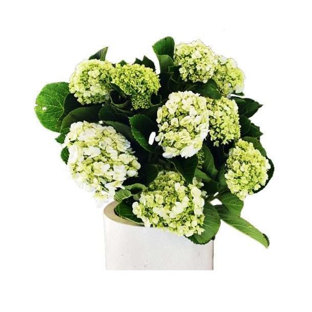 Green Hydrangea