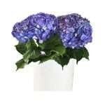 Purple Hortensia