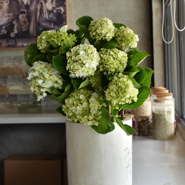 Green Hydrangea