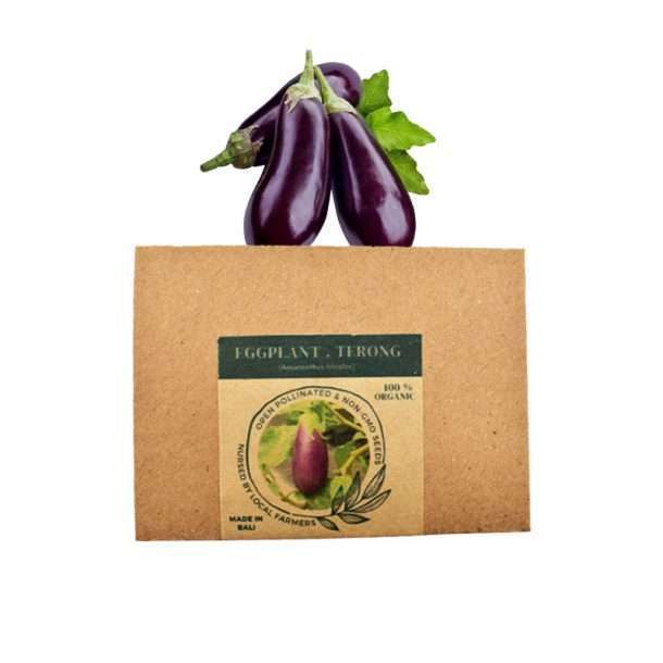 Seed Purple Eggplant