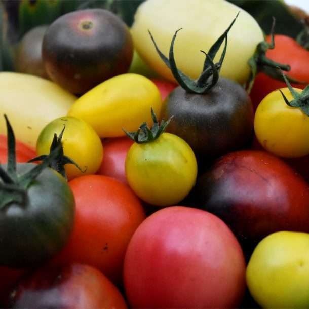 Heirloom Beef Tomatoes by Puri tomato