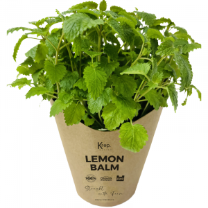 Plant Lemon Balm Kropnation
