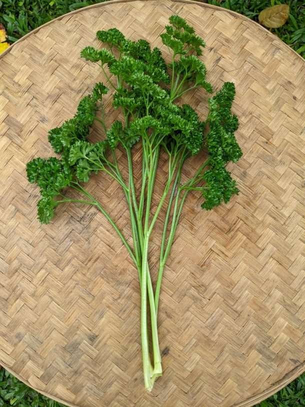 Natural Parsley Curly