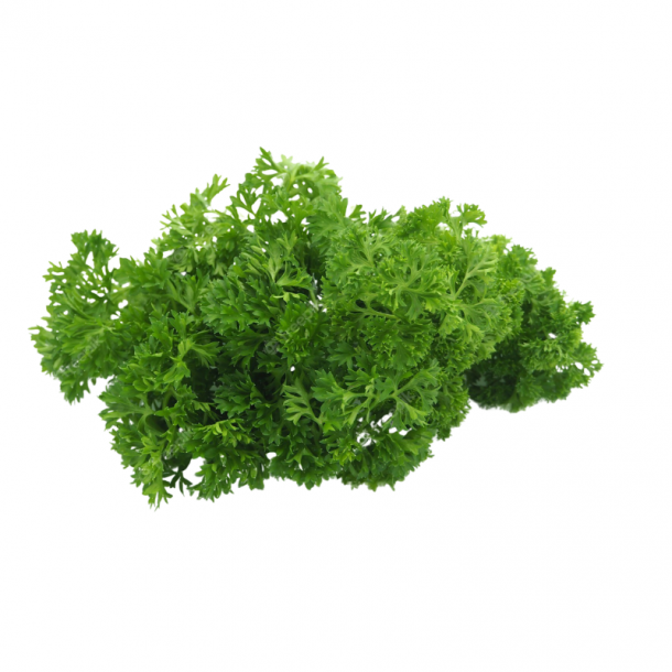 Natural Parsley Curly