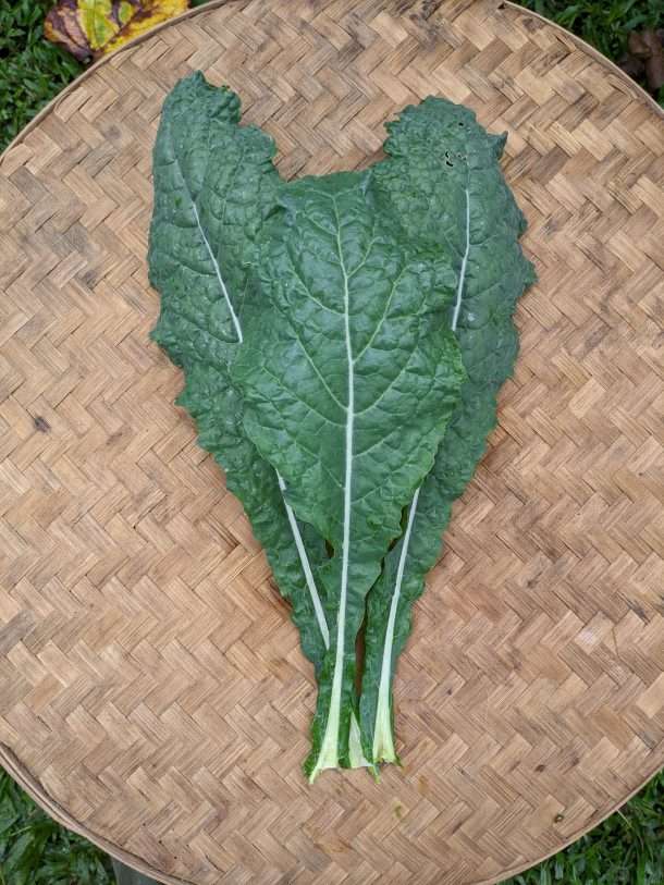 Natural Lacinato Kale