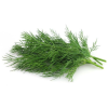 Hydro Dill from Bali Grown