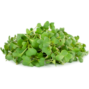 Hydro Microgreens Broccoli from Bali Grown