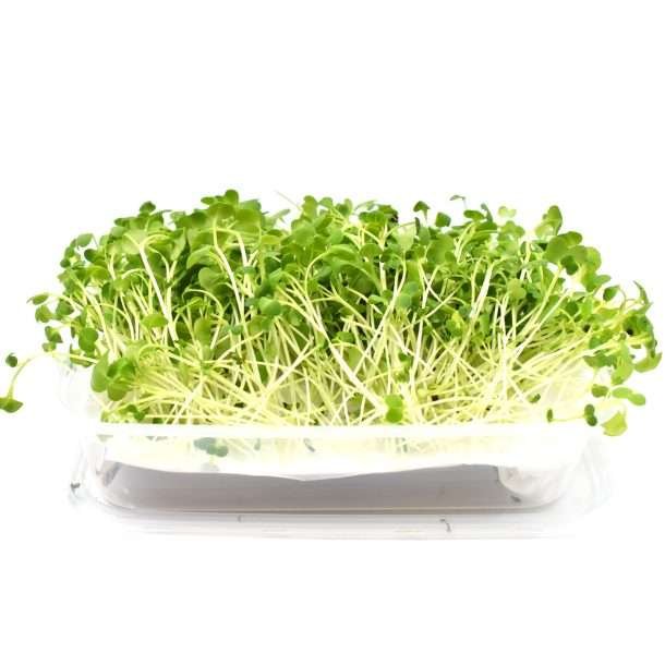 Hydro Microgreens Broccoli from Bali Grown