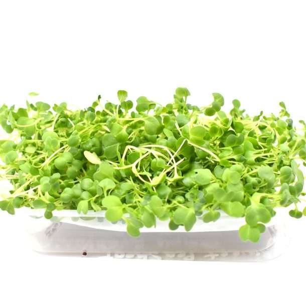 Hydro Microgreens Broccoli from Bali Grown