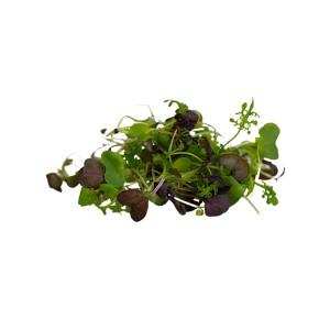 Hydro Microgreens Spicy Mix from Bali Grown