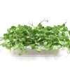 Hydro Microgreens Sweet Pea Shoots from Bali Grown