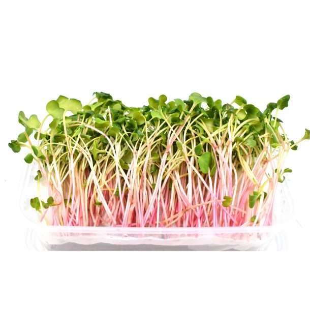 Hydro Pink Radish Microgreen from Bali Grown