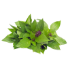 Hydro Thai Basil from Bali Grown