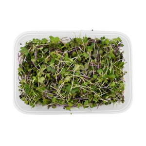 Hydro Microgreens Mild Mix from Bali Grown