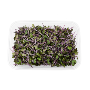 Hydro Microgreens Red Cabbage from Bali Grown