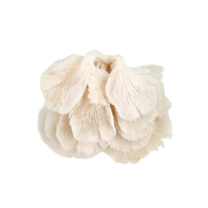 Mushroom Oyster from Wholesale Market