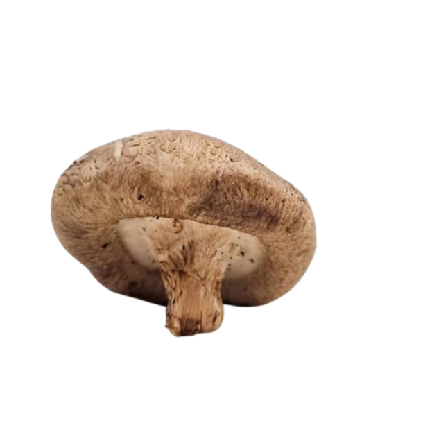 Mushroom Shiitake from Wholesale Market